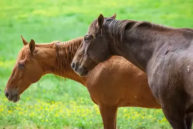 horses in the Smoky Mountains