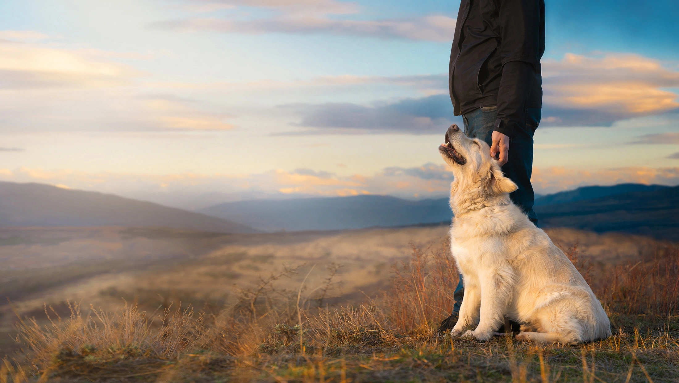 happy golden retriever 